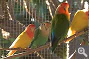 Nuestros loros